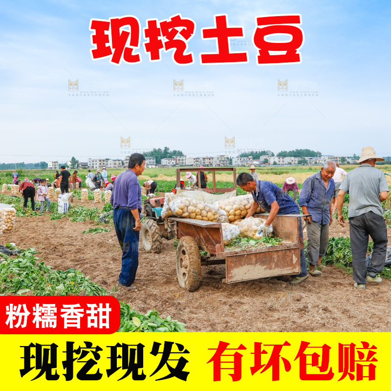 农民正在运输土豆