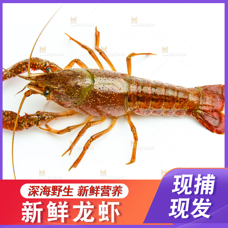 白底上横放着一只龙虾