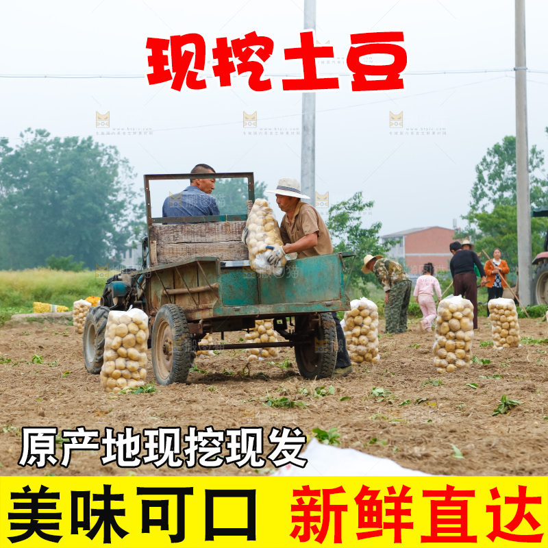 正在运输土豆
