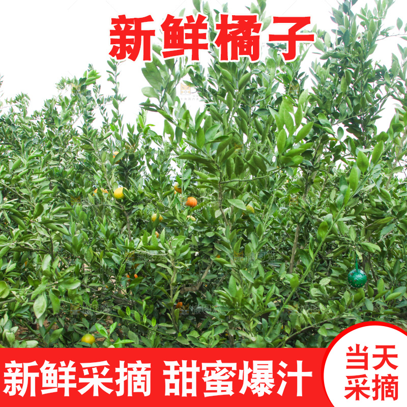 橘子种植基地