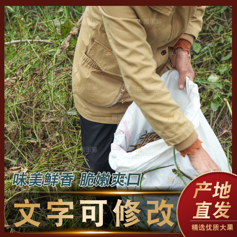 农民正在摘绿豆