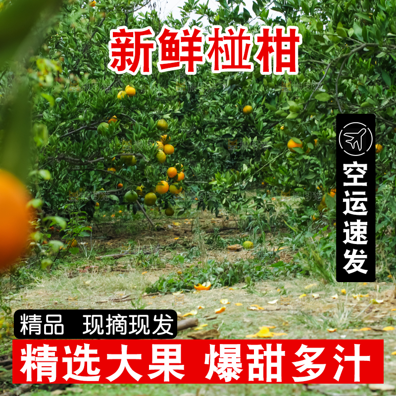树上长着椪柑