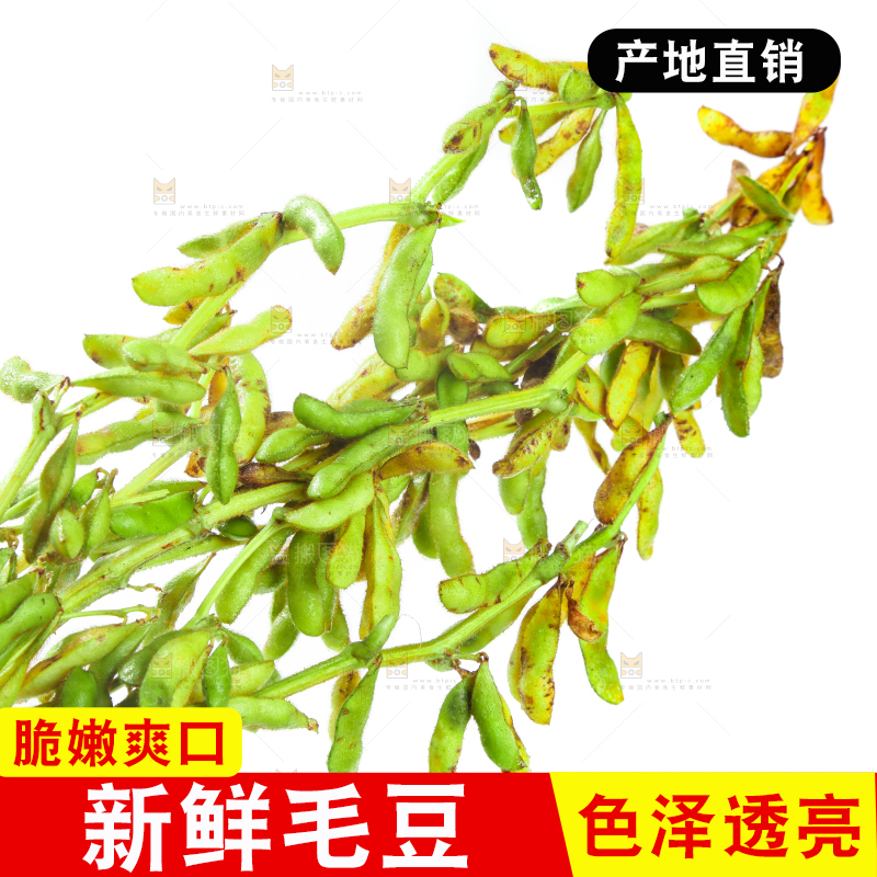 白底上的毛豆