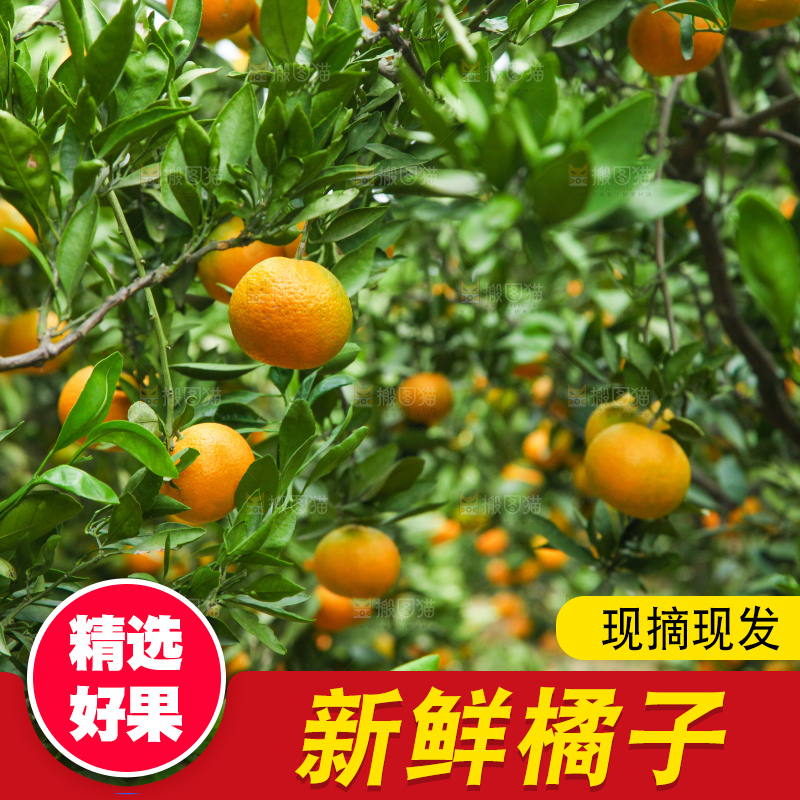 树上长着橘子