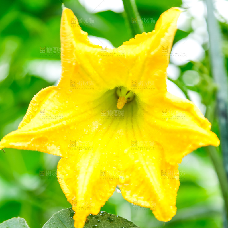 一朵南瓜花