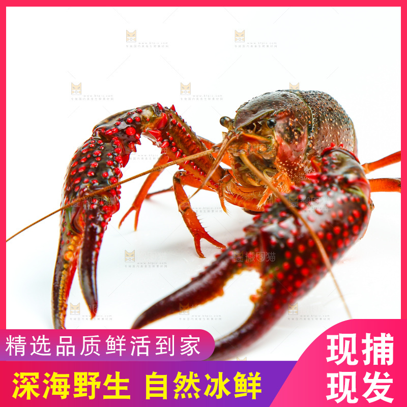 白底上放着一只龙虾