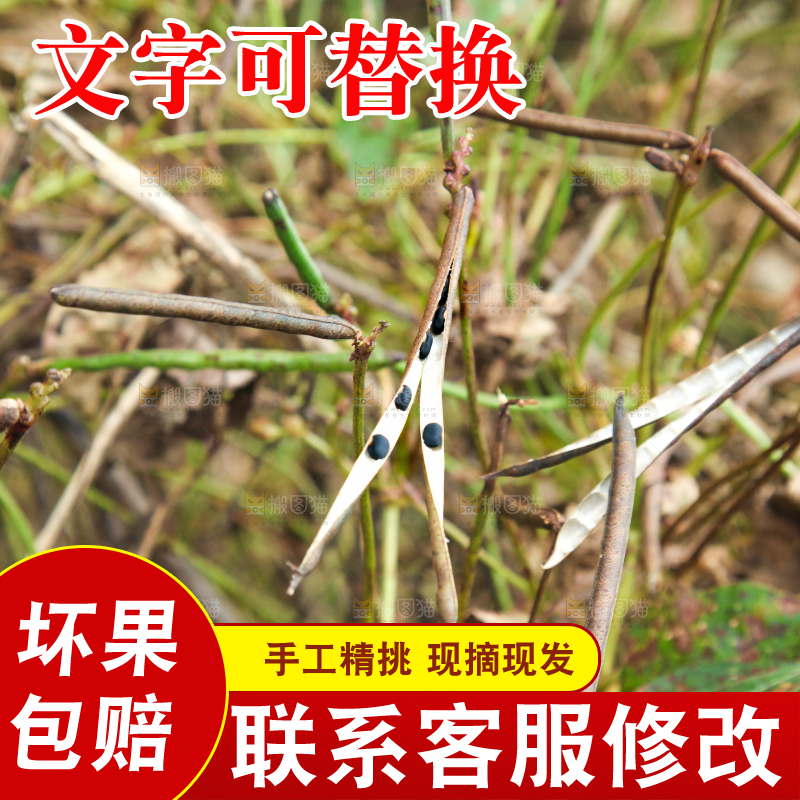 户外的野生绿豆