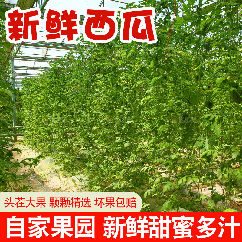 大棚里种着西瓜