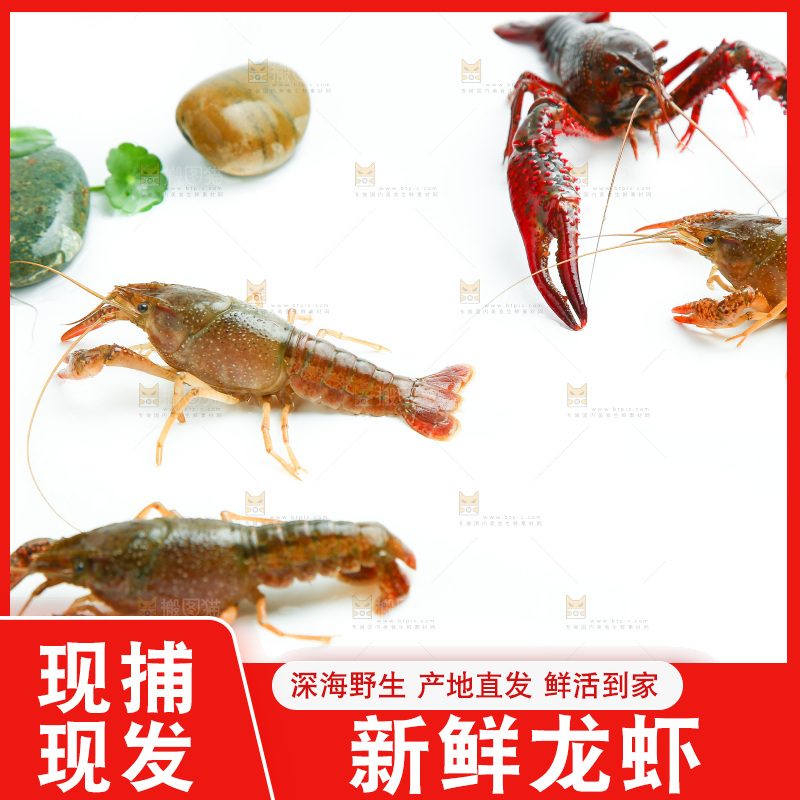 白底上放着小龙虾