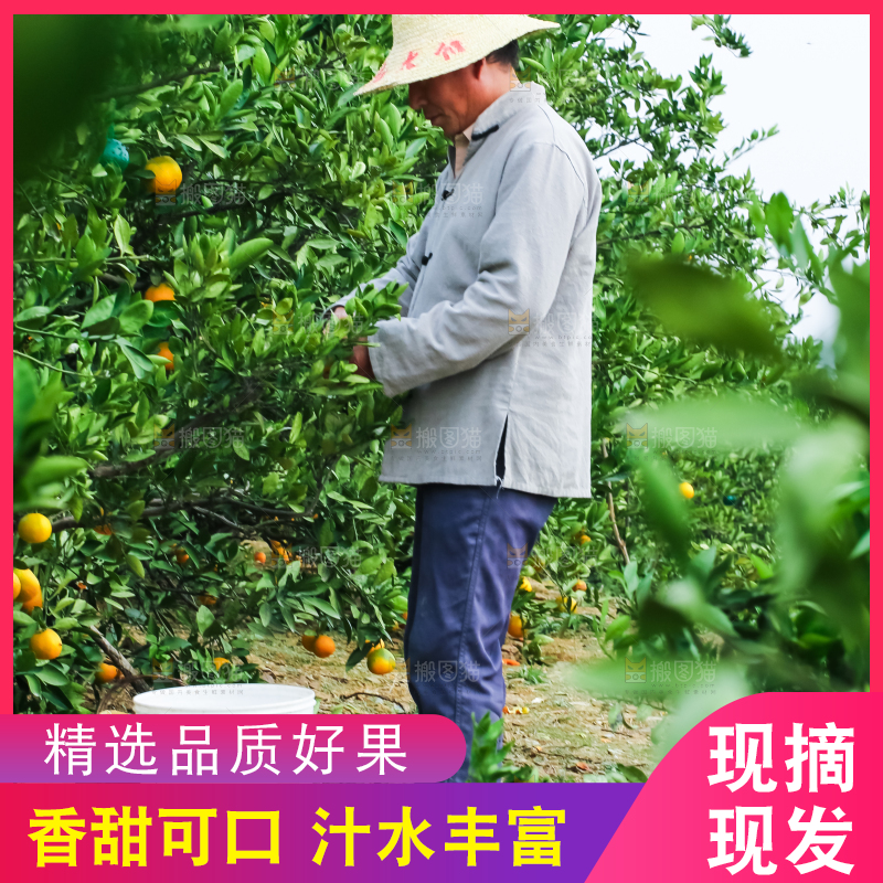 农民正在摘橘子