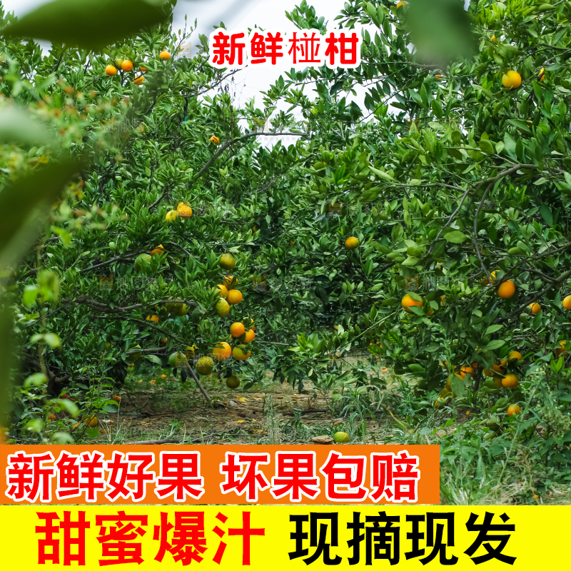 树上长着椪柑