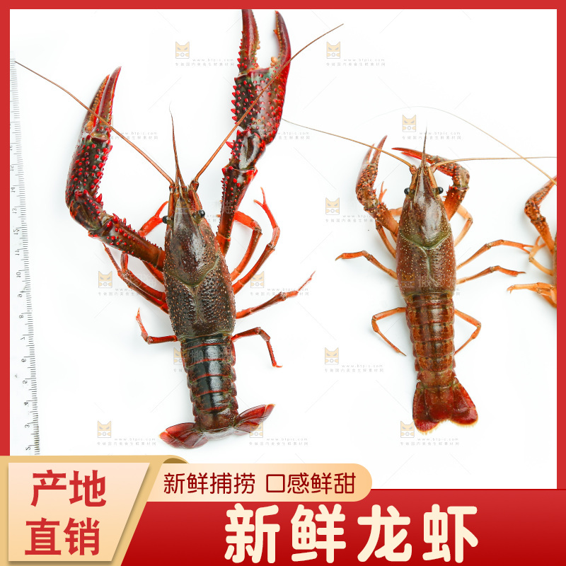 白底上的小龙虾