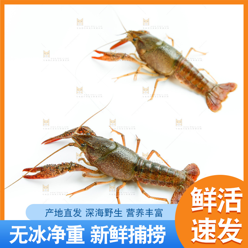 白底上的龙虾