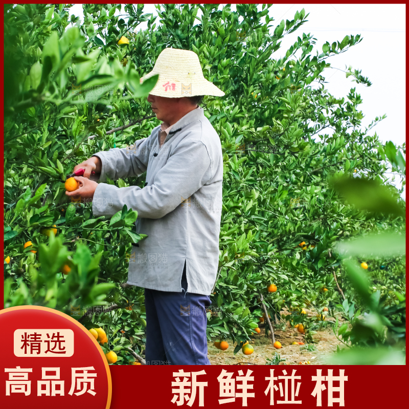 农民正在摘橘子