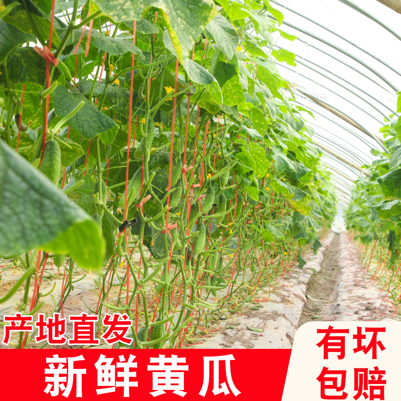 大棚里种着黄瓜