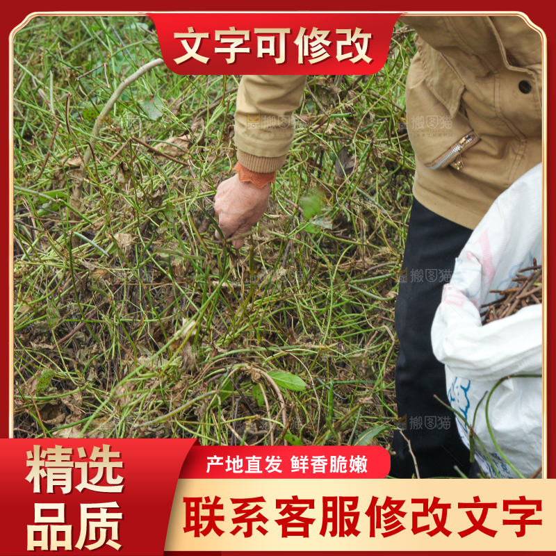 农民正在摘绿豆