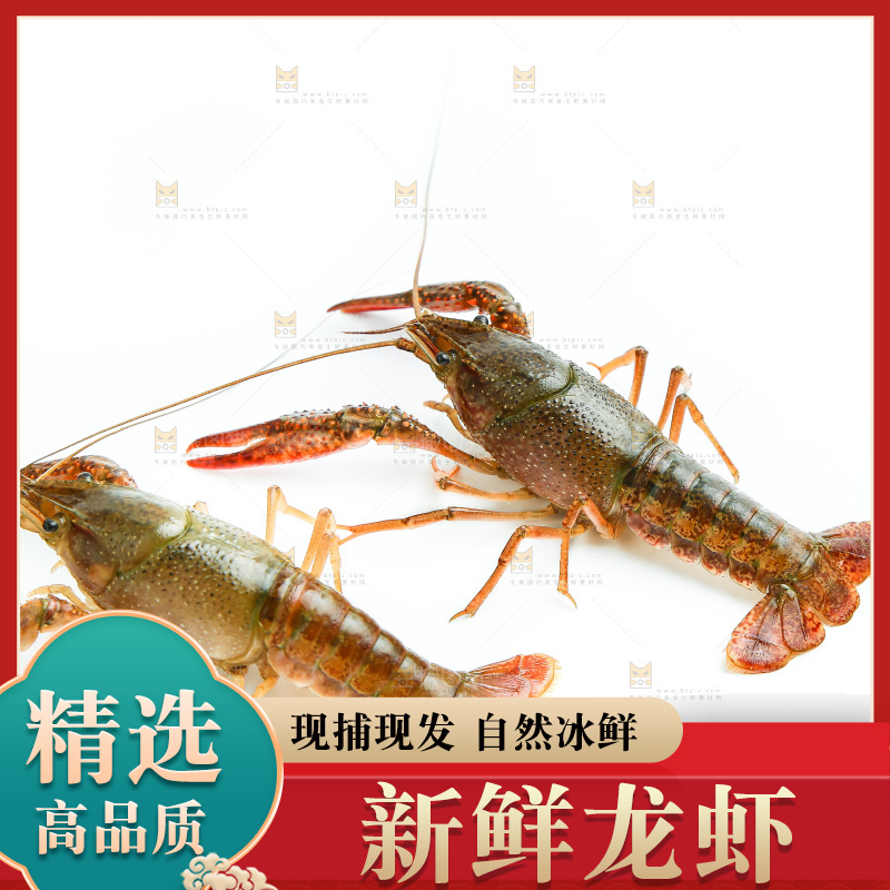 白底上的龙虾