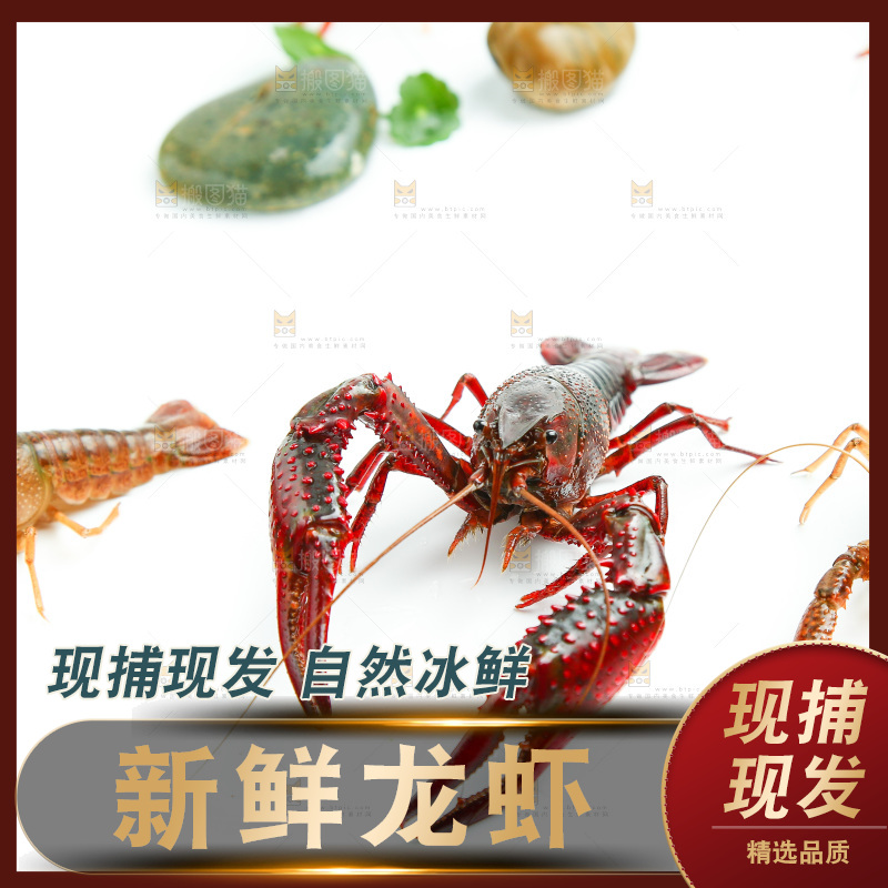 白底上放着小龙虾