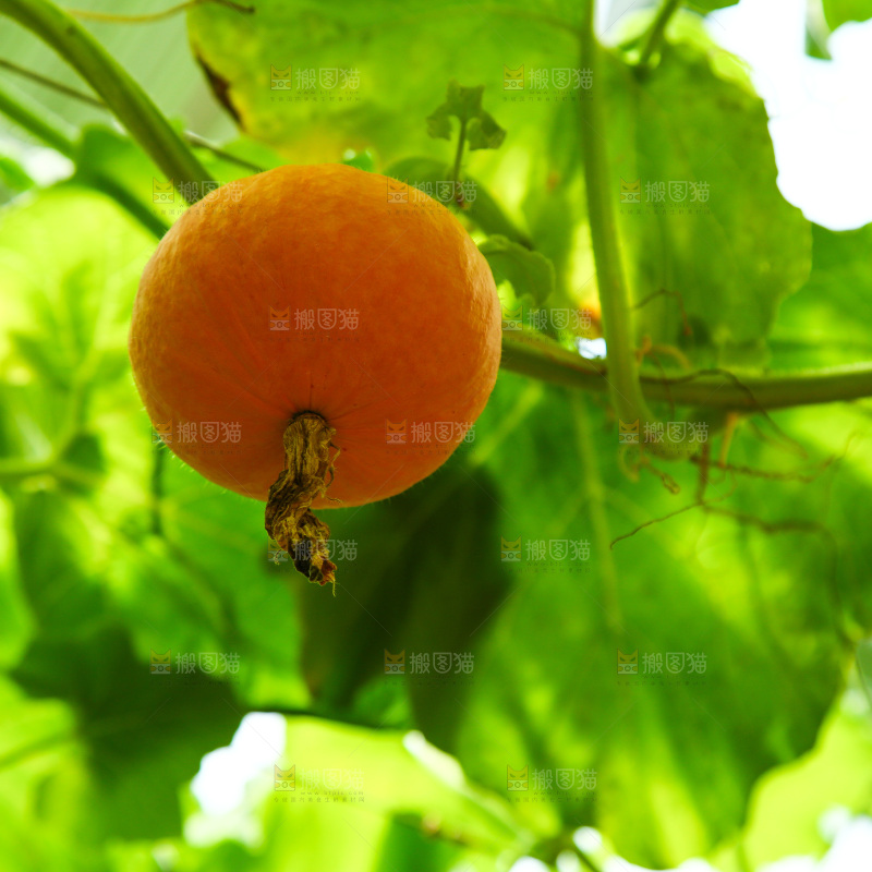 大棚里种着金贝贝南瓜