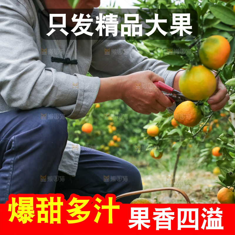 果园里的橘子
