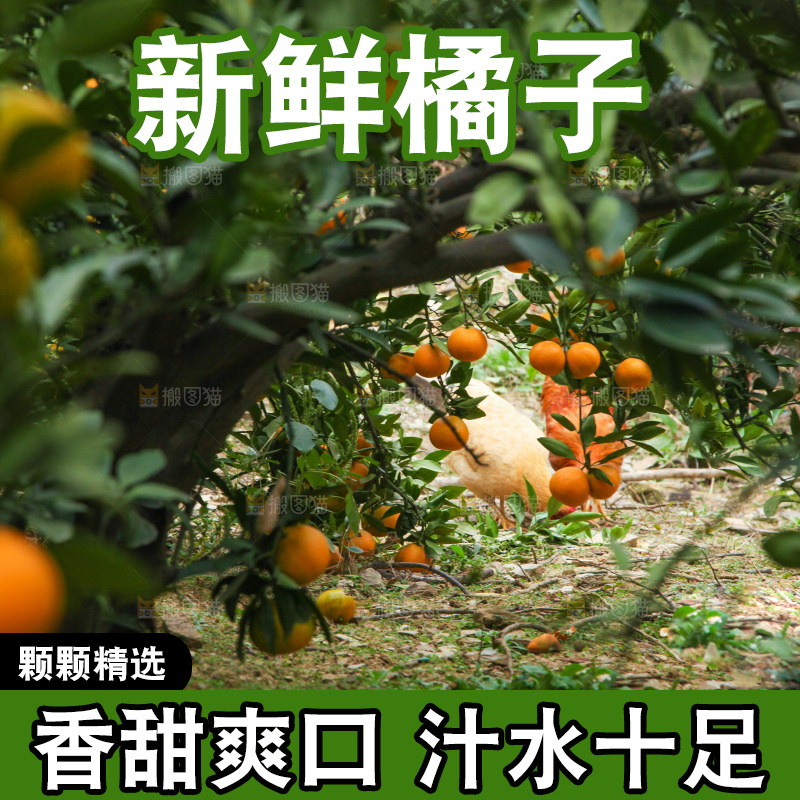 橘子种植基地