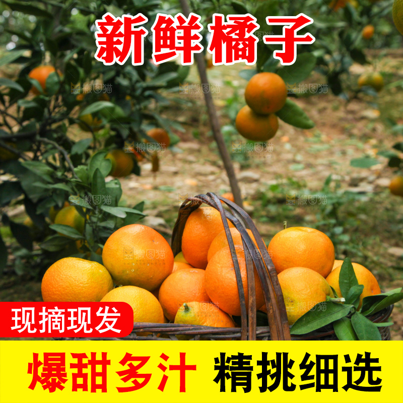 橘子种植基地