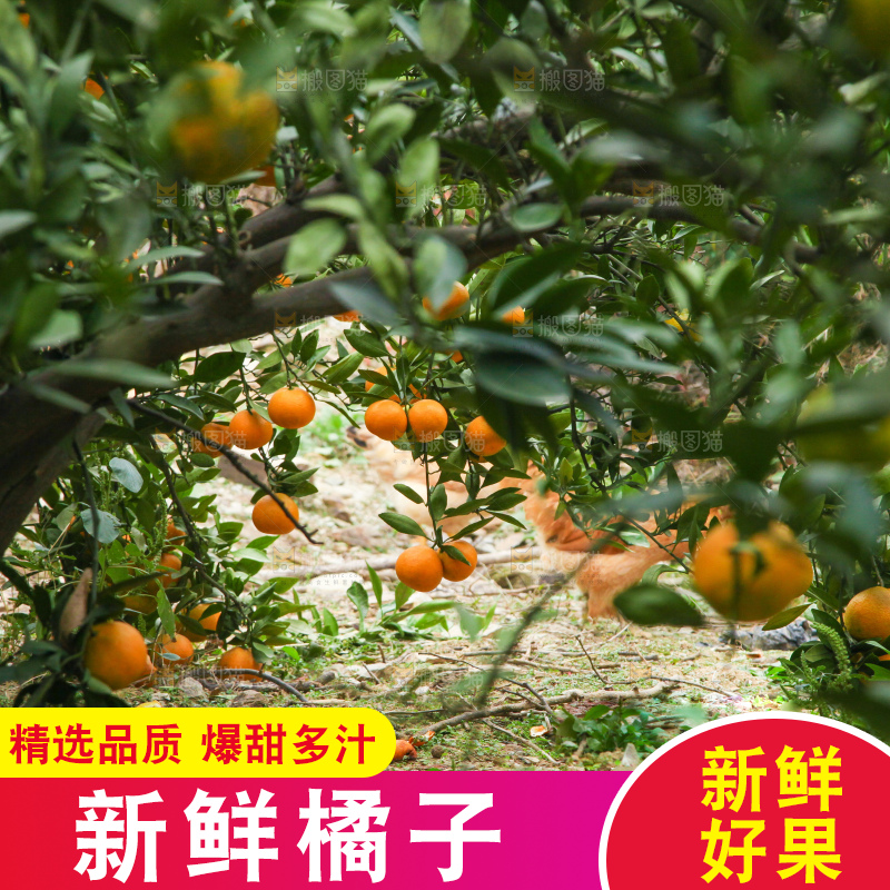橘子种植基地