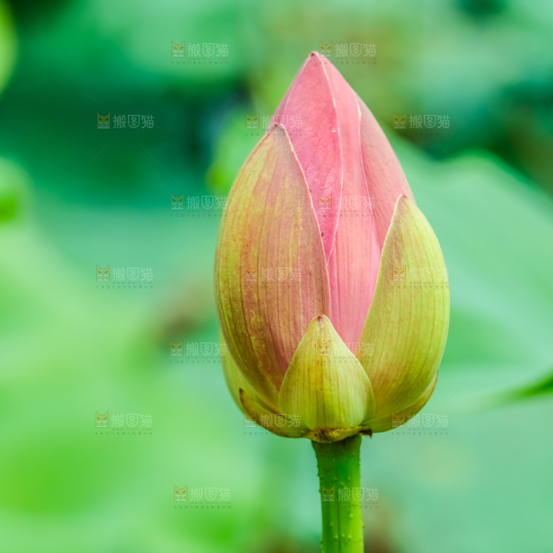 池塘里的荷花花苞