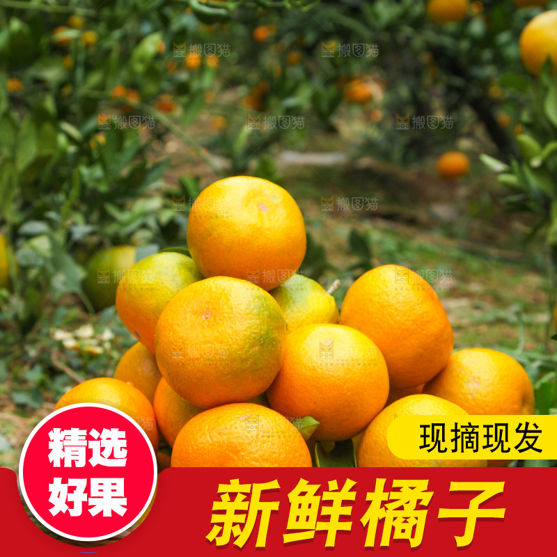 树上长着橘子