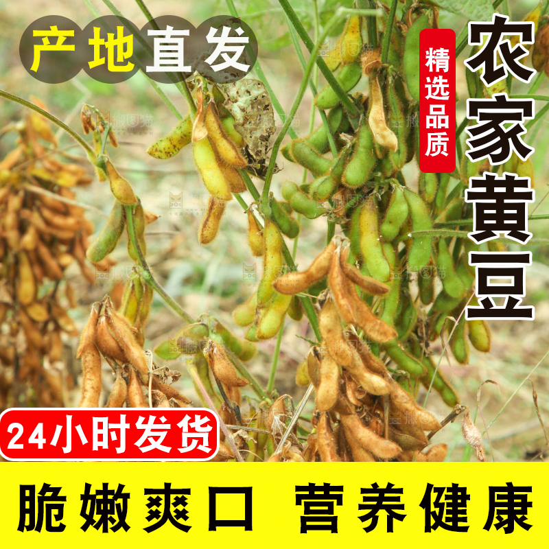 田里的黄豆