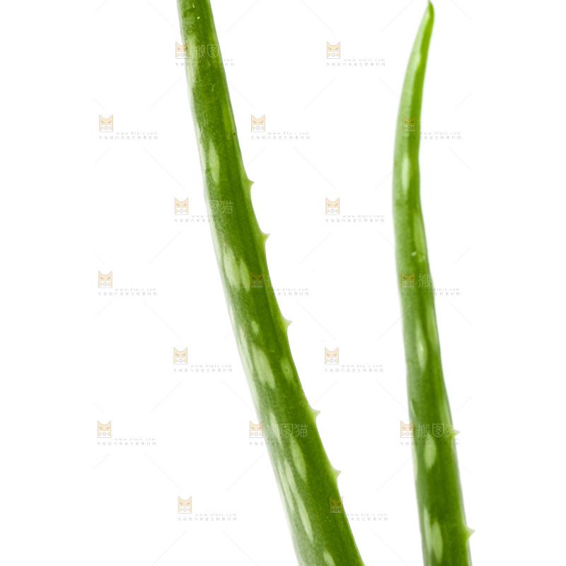 白底上放着新鲜芦荟