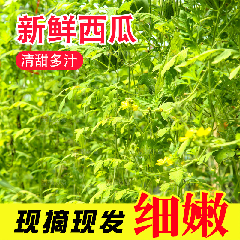 大棚里种着西瓜