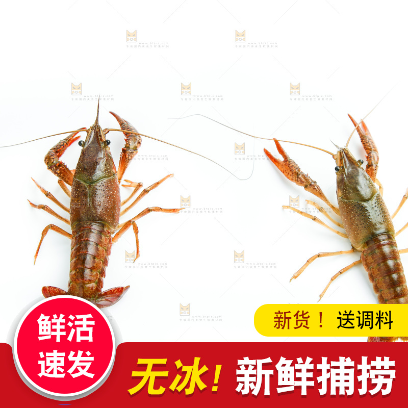 白底上的龙虾