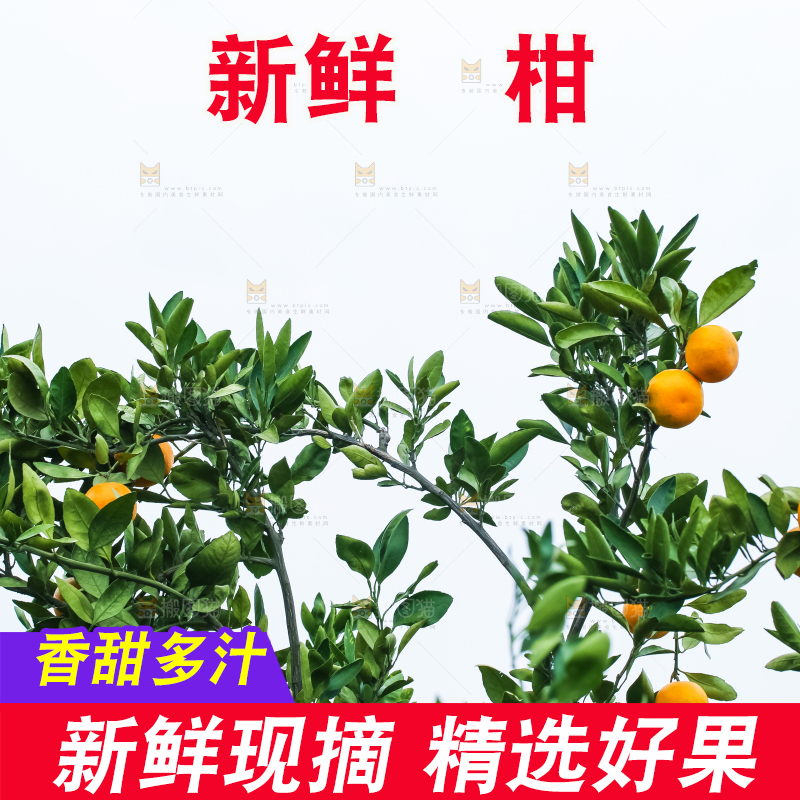 树上长着椪柑