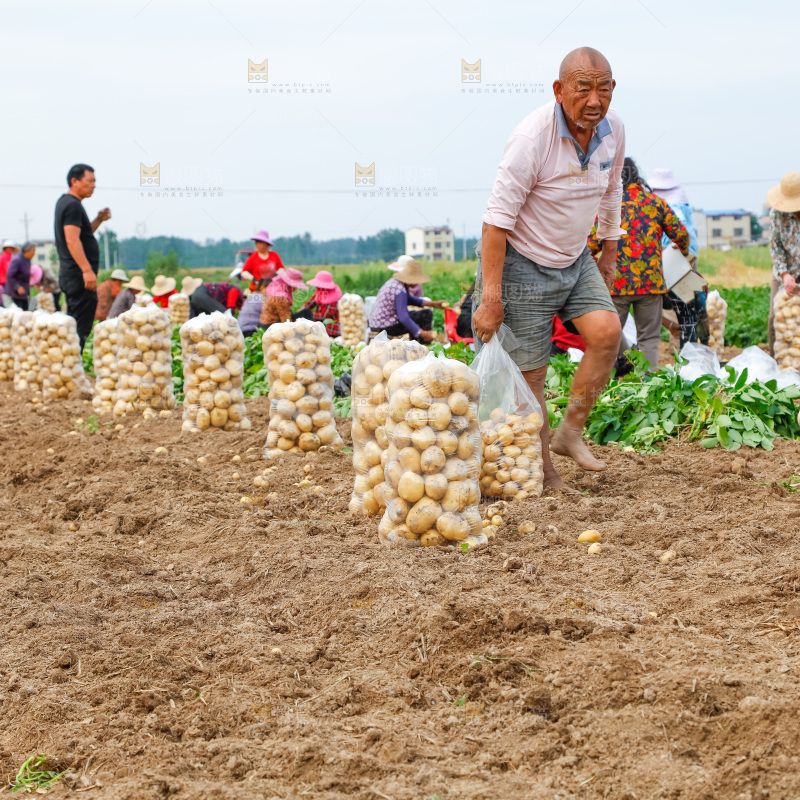 农民正在收土豆
