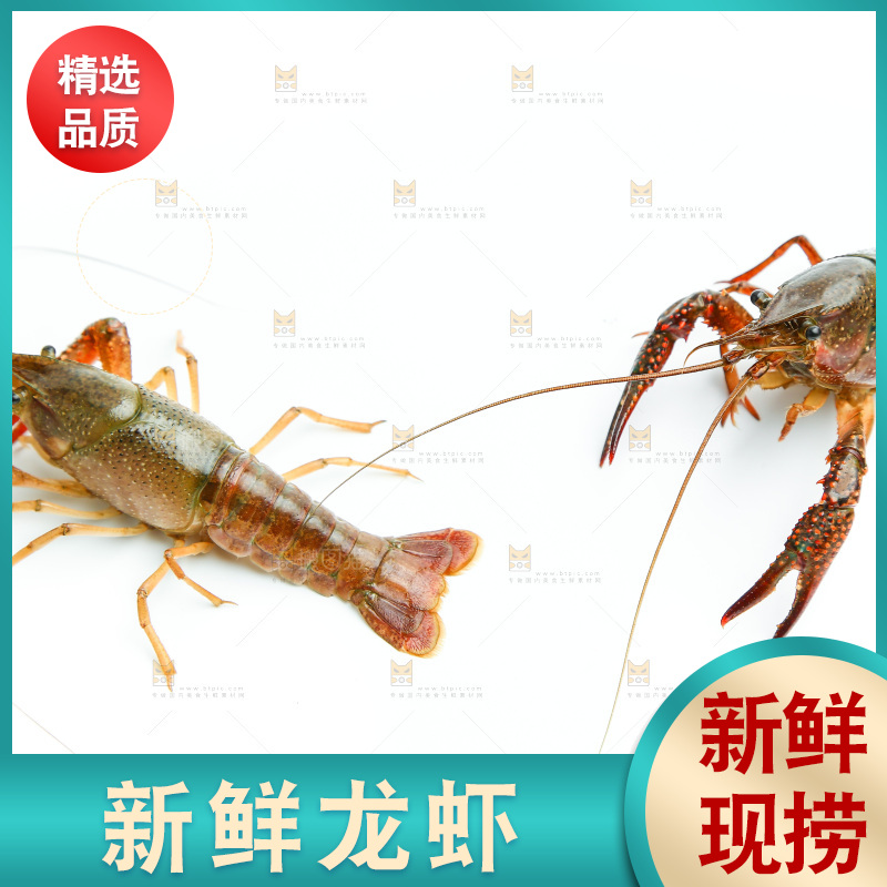 白底上的龙虾