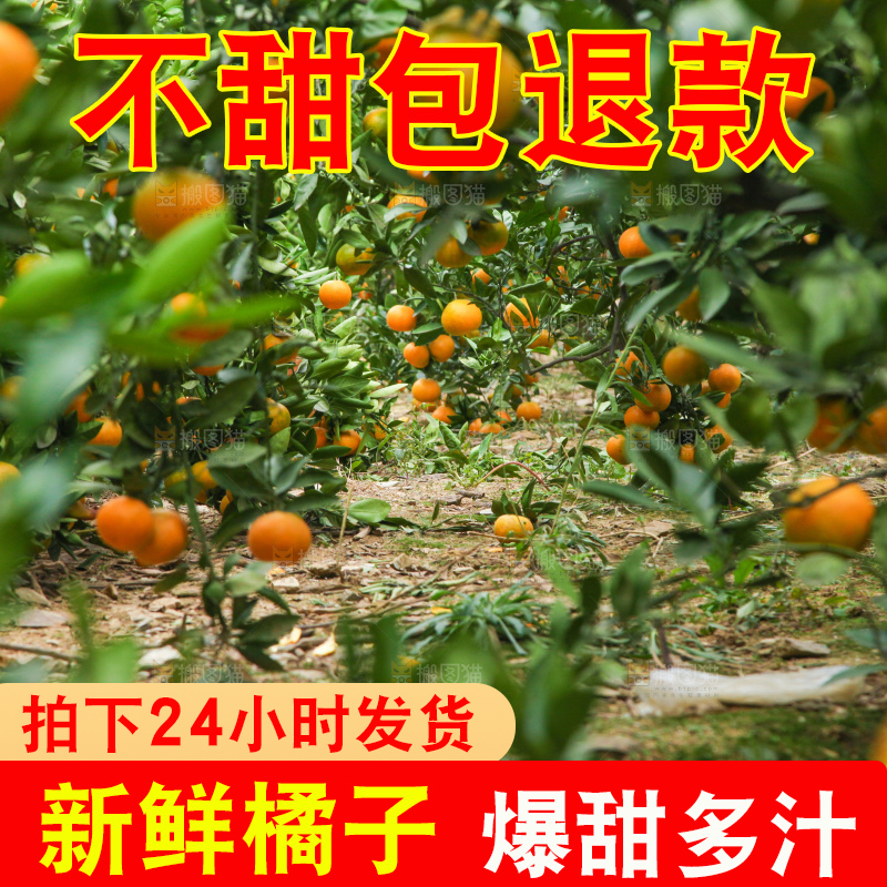 树上长着橘子