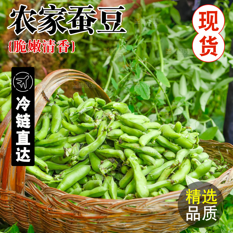 田里的蚕豆
