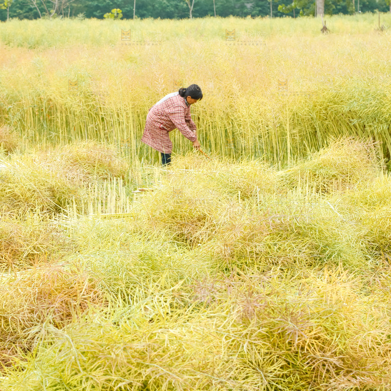 农民正在割油菜