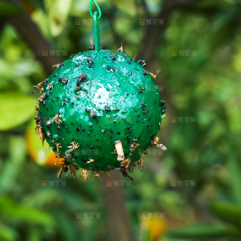 树上挂着诱蝇器