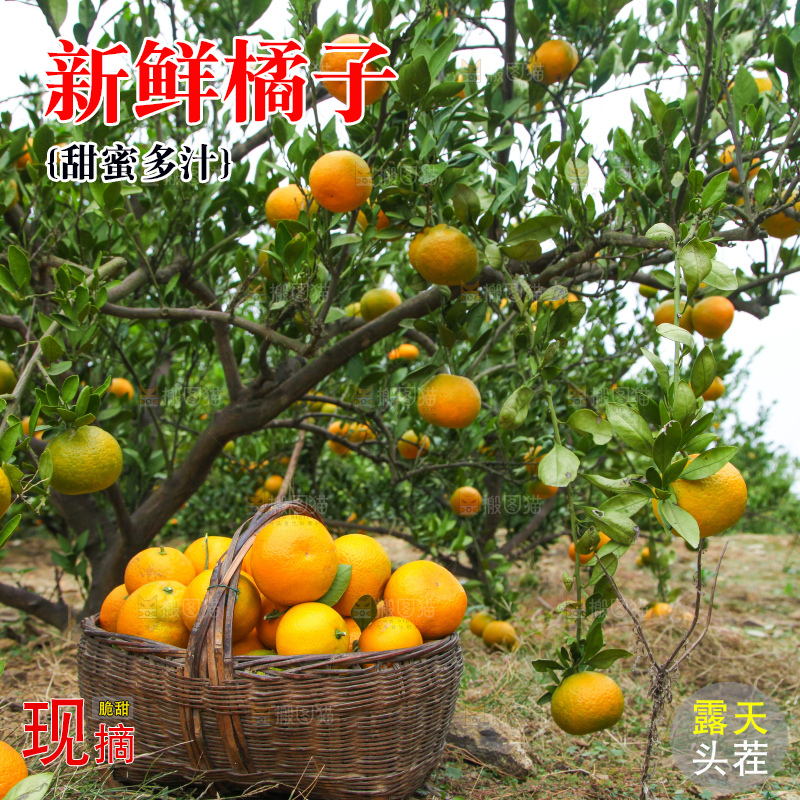 橘子种植园