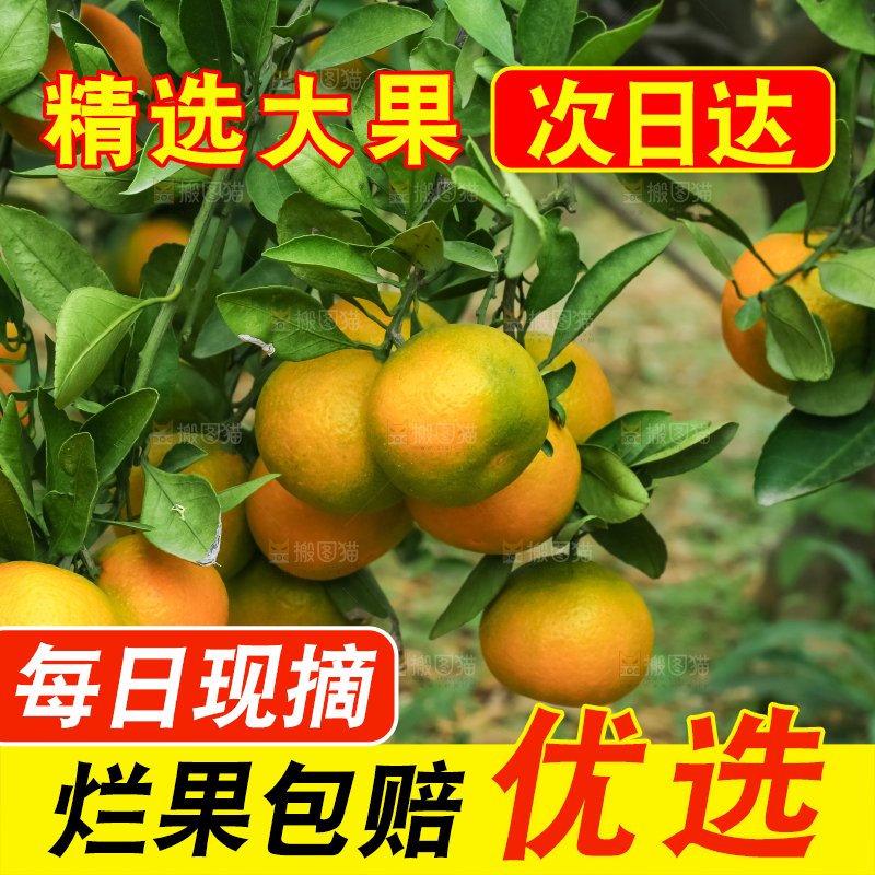 树上长着椪柑