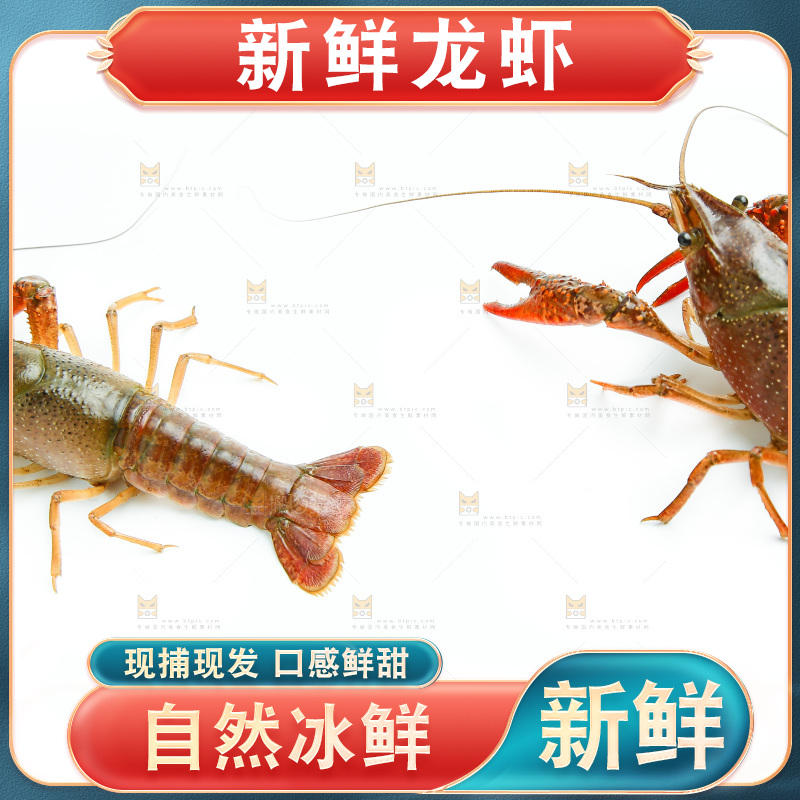 白底上的龙虾