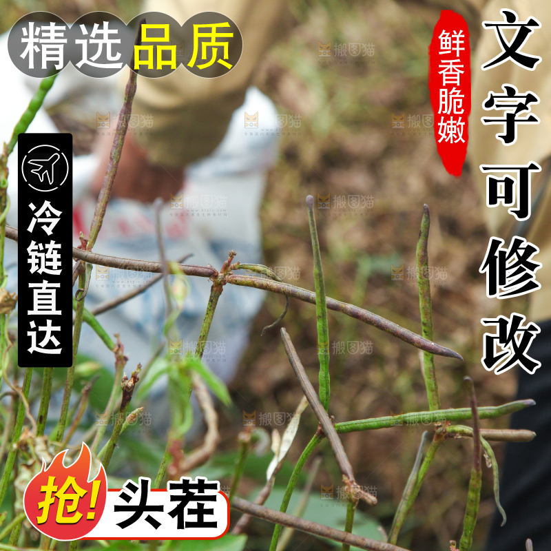 户外的野生绿豆