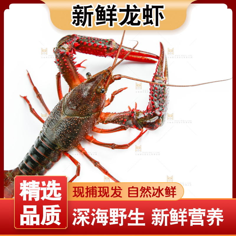 白底上放着一只虾