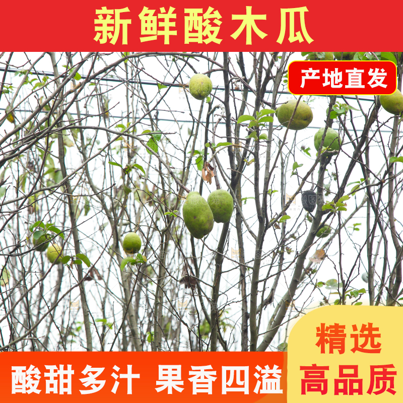 树上挂着酸木瓜