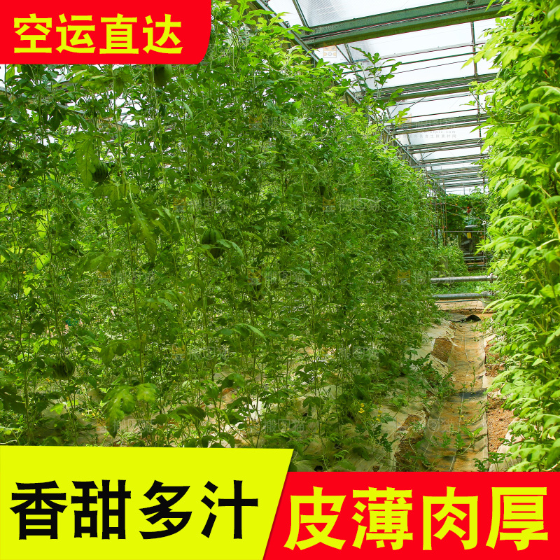 大棚里种着西瓜