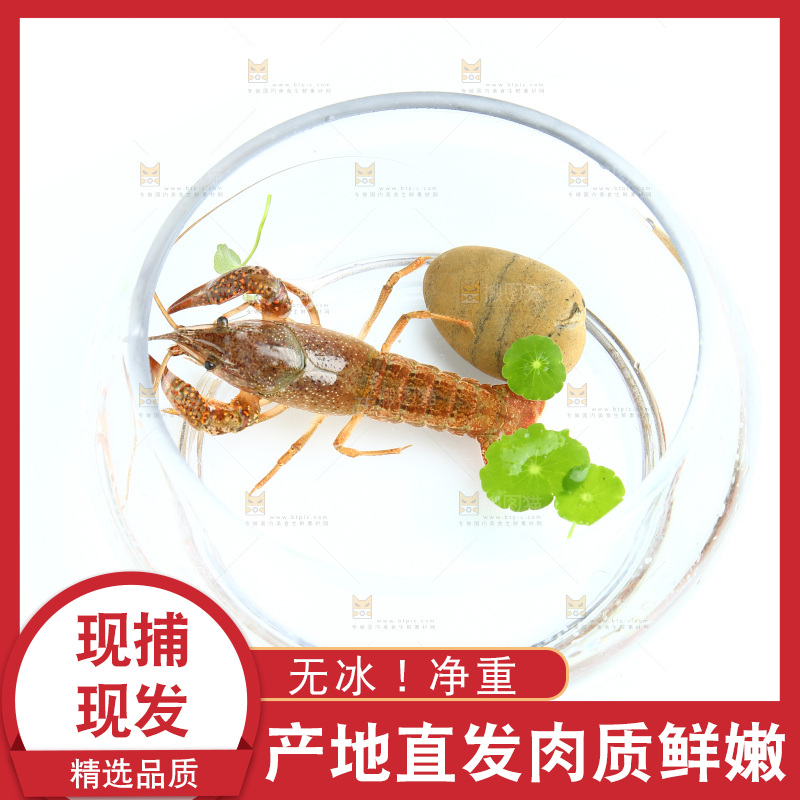白底上的水缸里放着一只龙虾