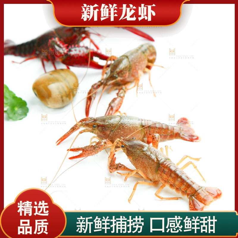 白底上放着小龙虾