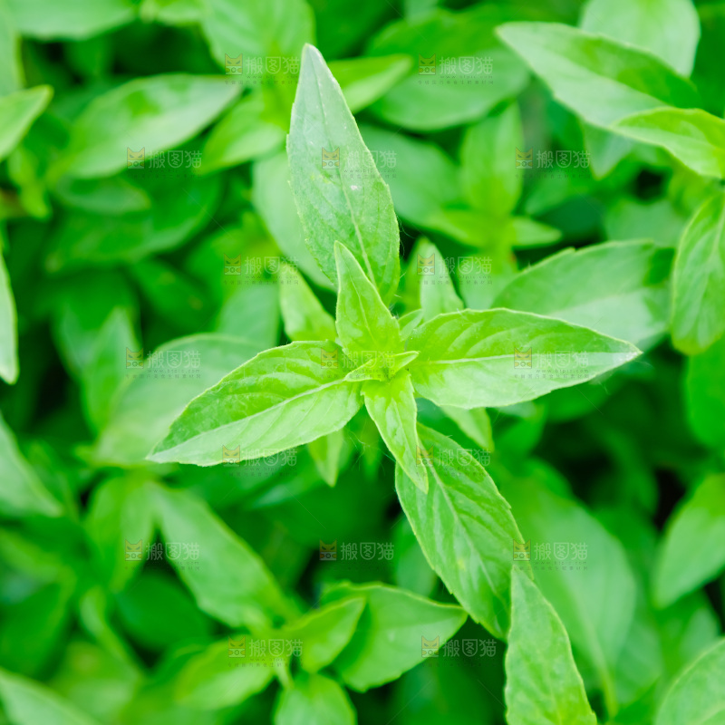 田里的荆芥